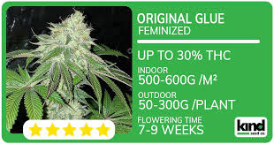 The Ultimate Guide to Autoflower Seeds The Ultimate Guide to Autoflower Seeds