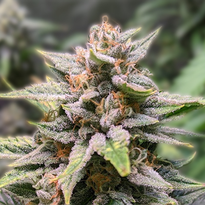 The Ultimate Guide to Autoflower Seeds The Ultimate Guide to Autoflower Seeds
